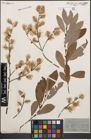 Foto von Salix cinerea L.